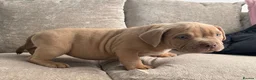 American Bully dogs for sale: Quality Pocket bully pups - Advert 13