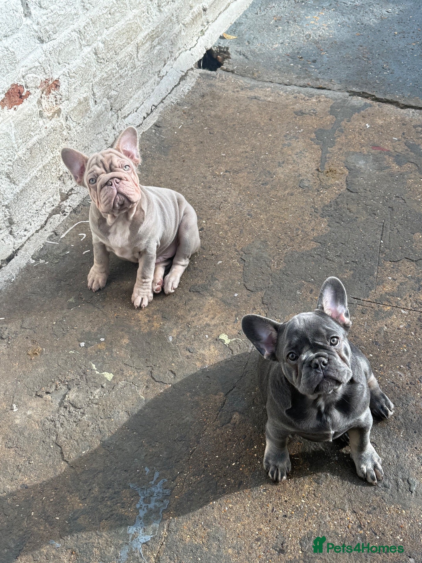 French Bulldog dogs  Top quality French bulldogs  - Advert 3