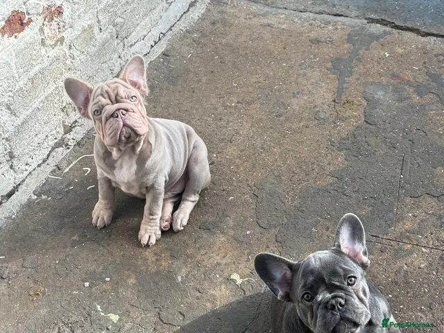 French Bulldog dogs Top quality French bulldogs - Advert 11
