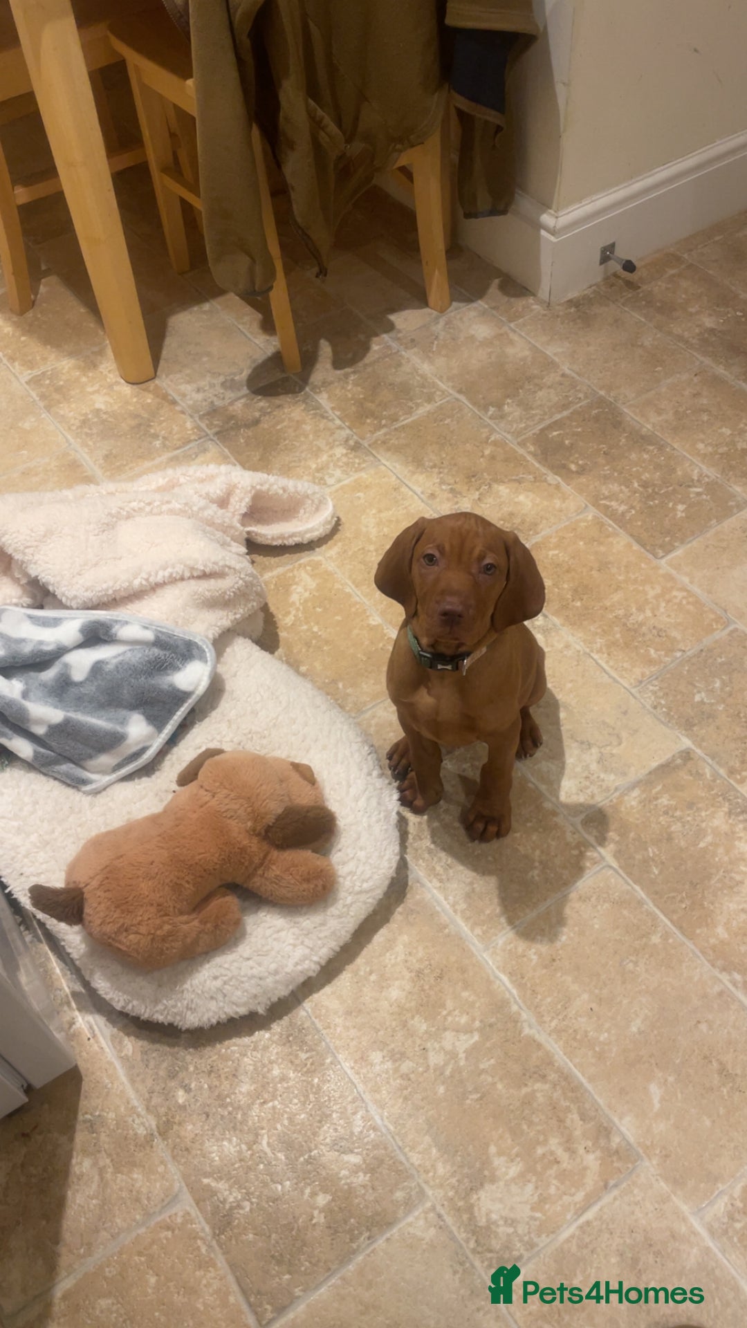 Hungarian Vizsla dogs for sale: 1 male KC registered Hungarian Vizla for sale  - Advert 9