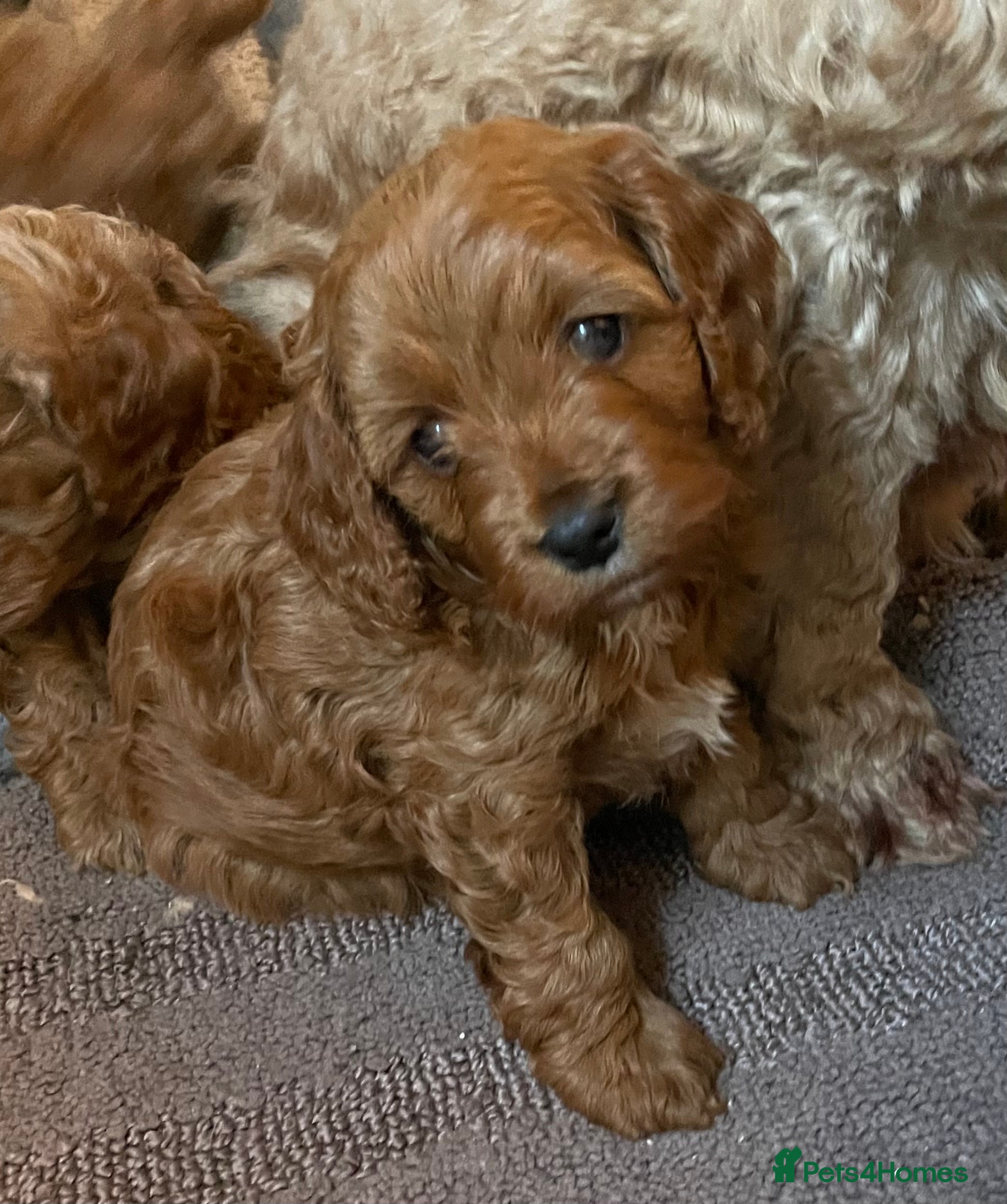 Cavapoo dogs F1b Cavapoooo  - Advert 4