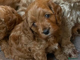 Cavapoo dogs F1b Cavapoooo - Advert 4