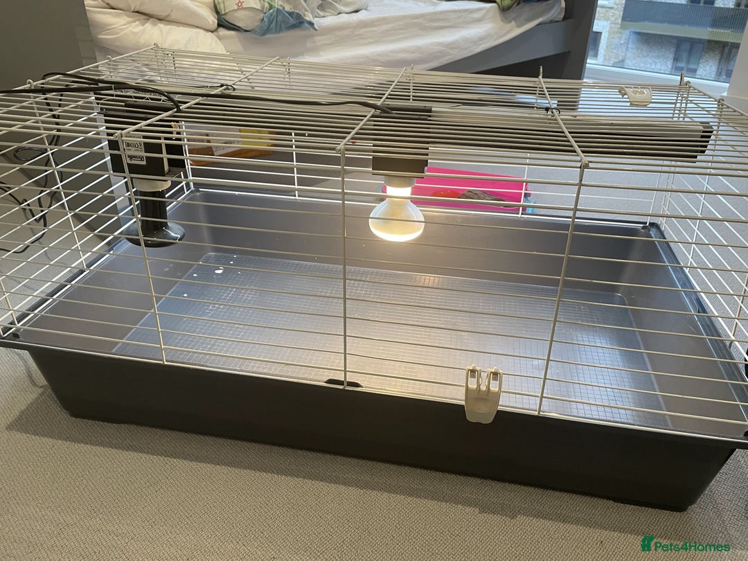 Tortoise reptiles for sale: Tortoise for sale with full setup - Advert 6