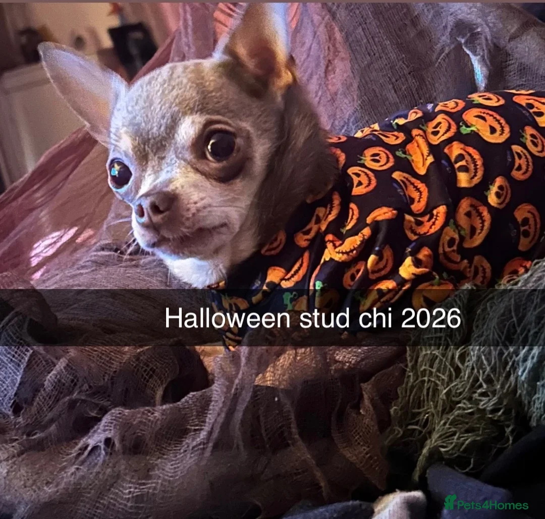 Chihuahua dogs for stud: Chihuahua  tiny male stud - Advert 1