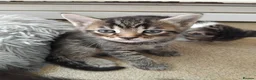 Mixed Breed cats for sale: Gorgeous Bengal x kittens for sale. - Advert 33