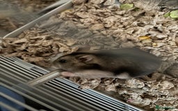 Hamster rodents for sale: Dwarf hamster for re-homing  - Image 1