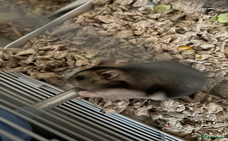 Hamster rodents - Advert 1