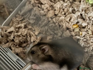 Hamster rodents - Advert 1