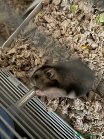 Hamster rodents - Advert 1