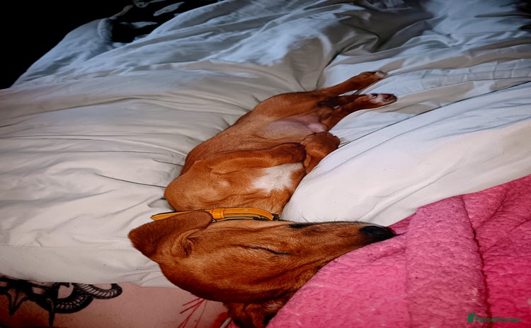 Chiweenie dogs - Advert 1