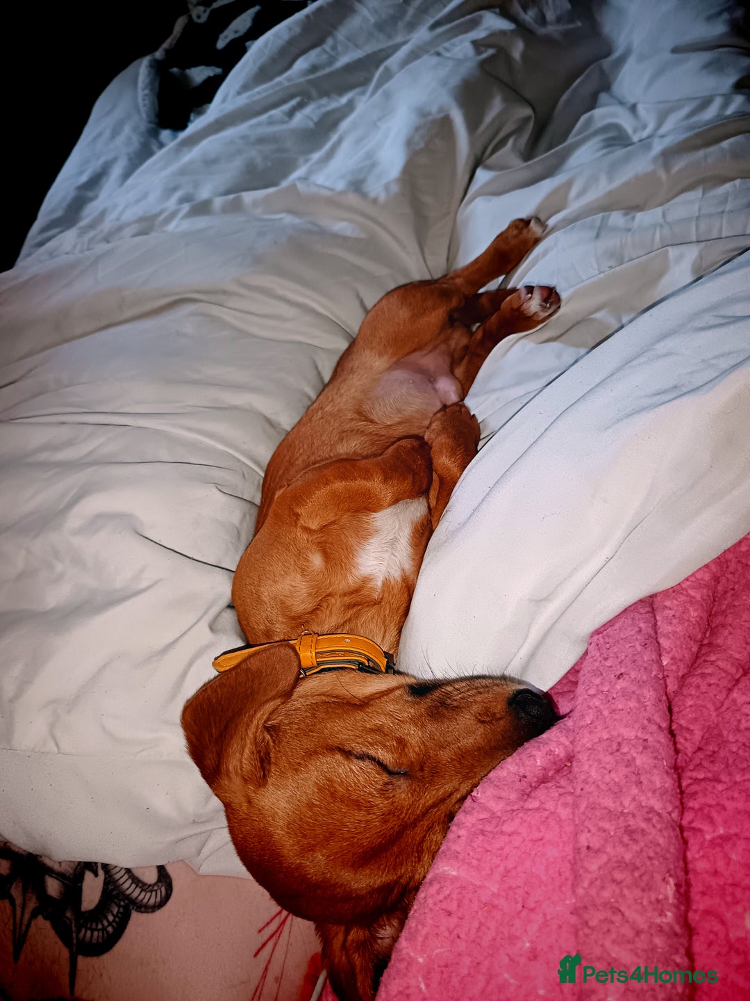 Chiweenie dogs for sale: Unfortunate rehome circumstances  - Image 1