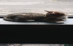 Mixed Breed cats for sale: KITTENS 2 BOYS 1 GIRL  - Image 5