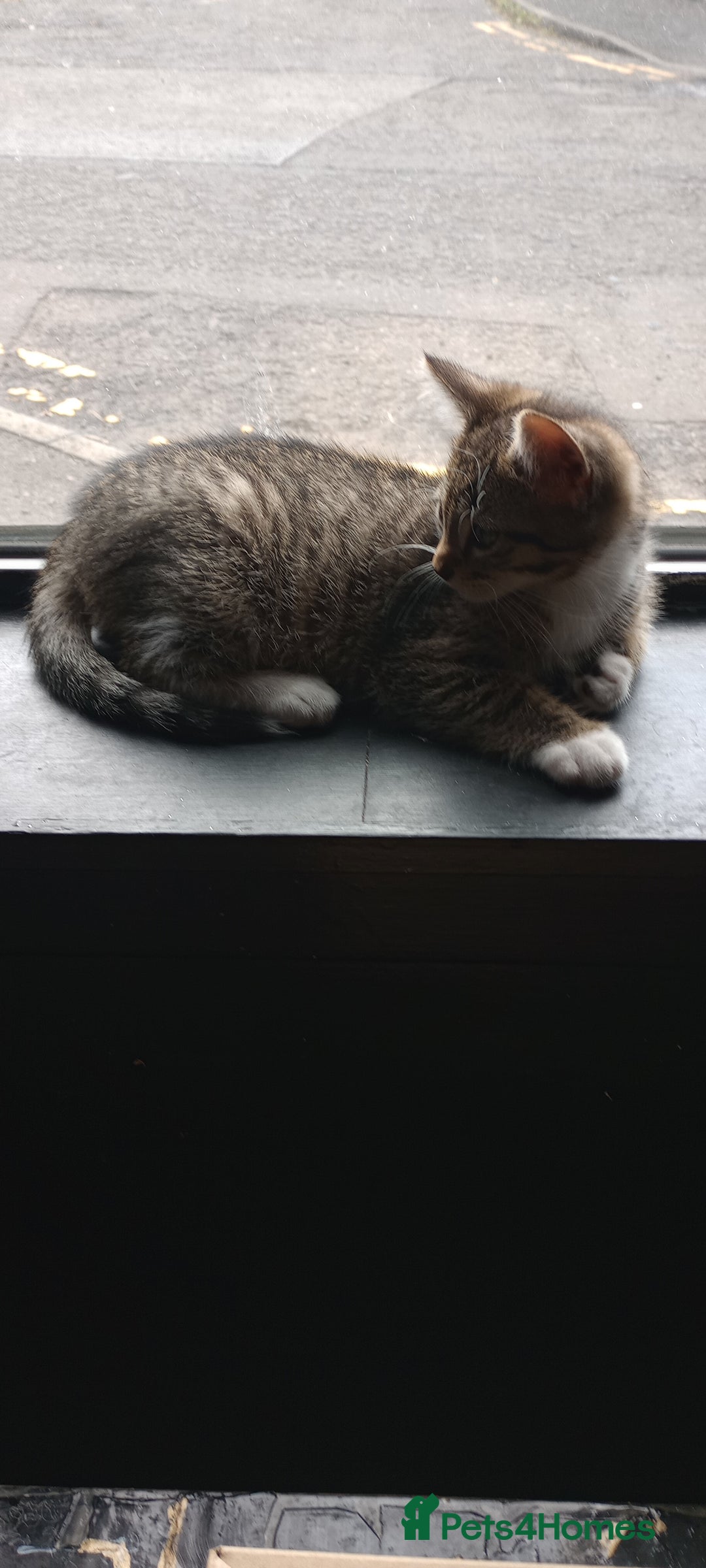 Mixed Breed cats for sale: KITTENS 2 BOYS 1 GIRL  - Image 5