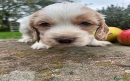 Cocker Spaniel dogs for sale: 🐾Gorgeous Cocker Spaniel Puppies 🐶🐾 - Image 30