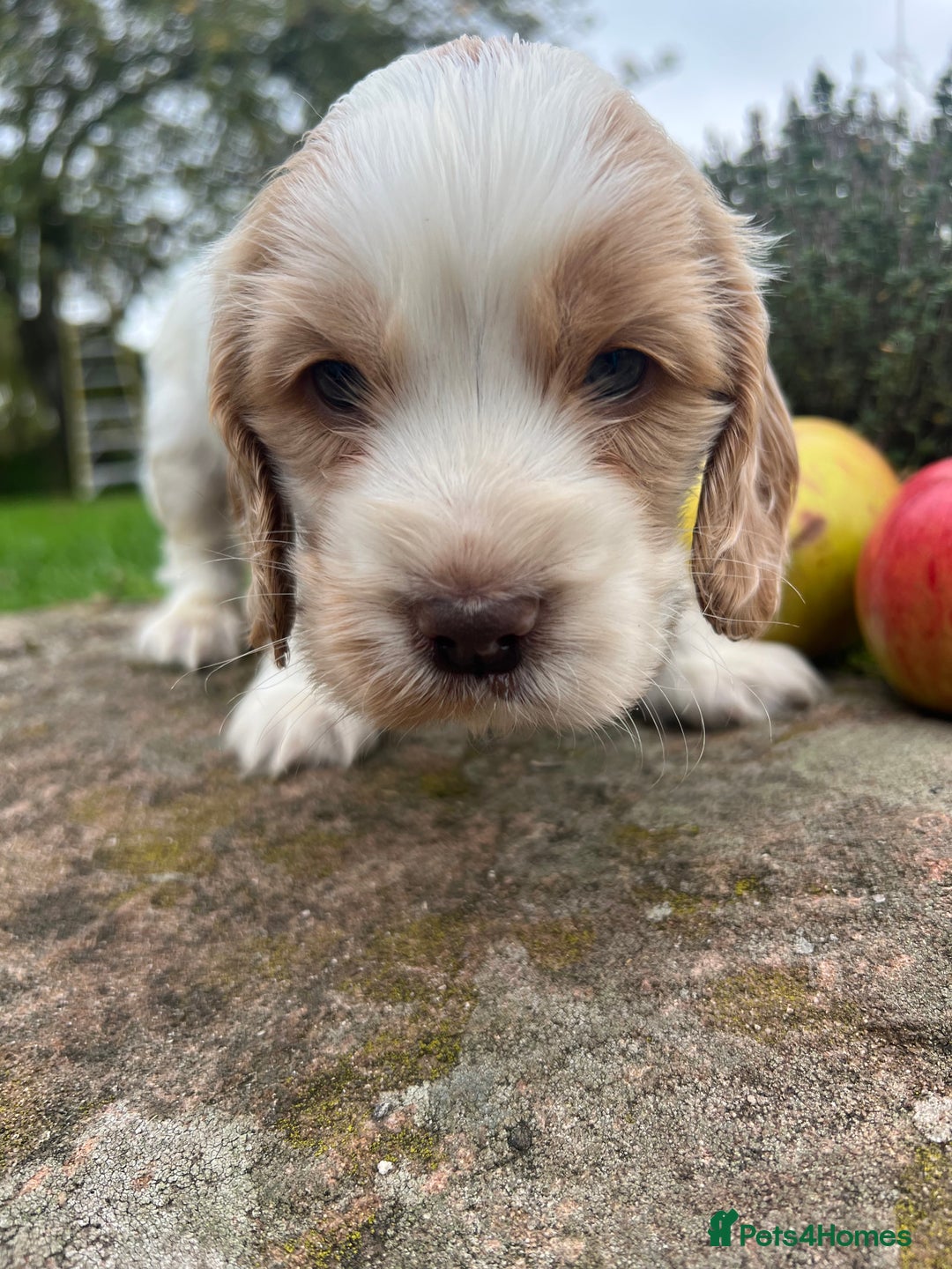 Cocker Spaniel dogs for sale: 🐾Gorgeous Cocker Spaniel Puppies 🐶🐾 - Image 30