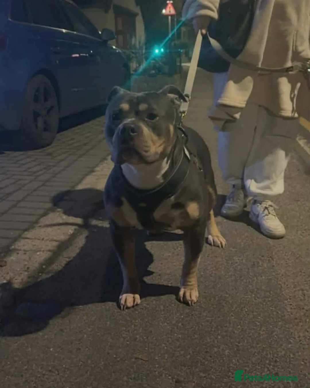 American Bully dogs for sale: Beautiful American bully  - Advert 4