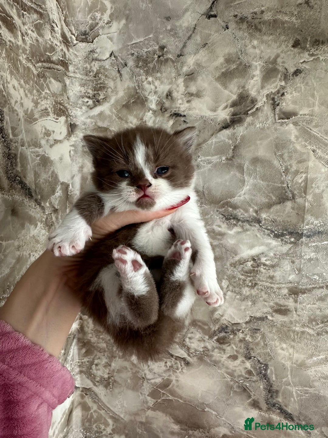 British Shorthair cats for sale: 🍫 🧸Beautiful TICA Registered British Short 🧸🍫 - Image 15