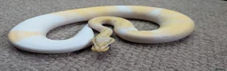 Python Snake reptiles for sale: 2025 Royal Pythons available  in Telford - Advert 15