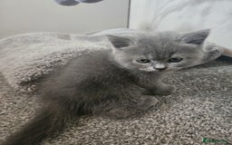 British Shorthair cats for sale: Pretty British shorthair  - Image 23