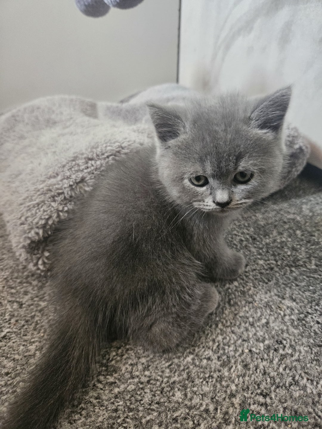 British Shorthair cats for sale: Pretty British shorthair  - Image 23