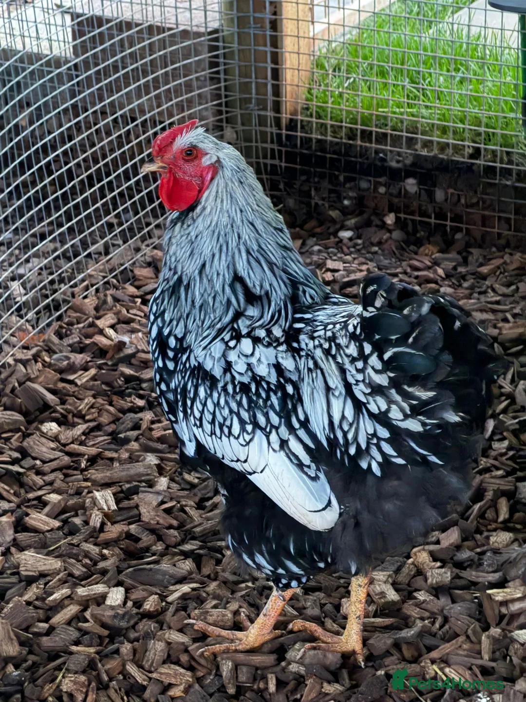 Chickens poultry for sale: Two Beautiful Brother Cockerels Looking for Home - Advert 7