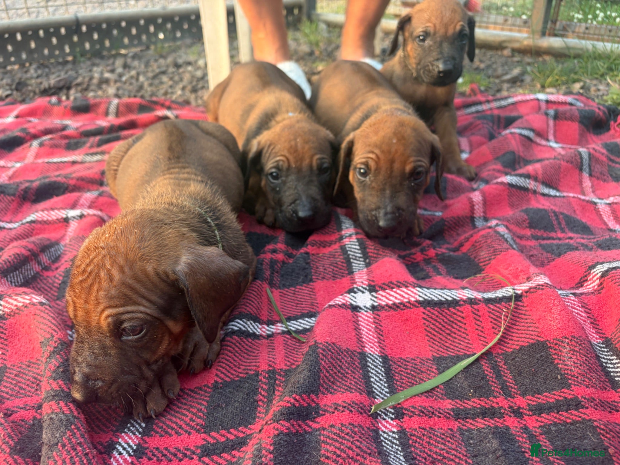 Rhodesian Ridgeback dogs RHODESIAN RIDGEBACKS KC  - Advert 1