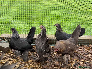 Chickens poultry Sablepoot Booted Bantam Pullets - Advert 16