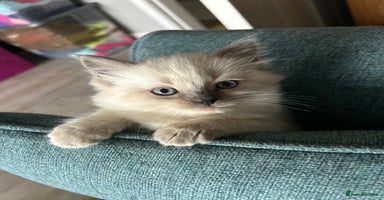 Ragdoll cats - Advert 16