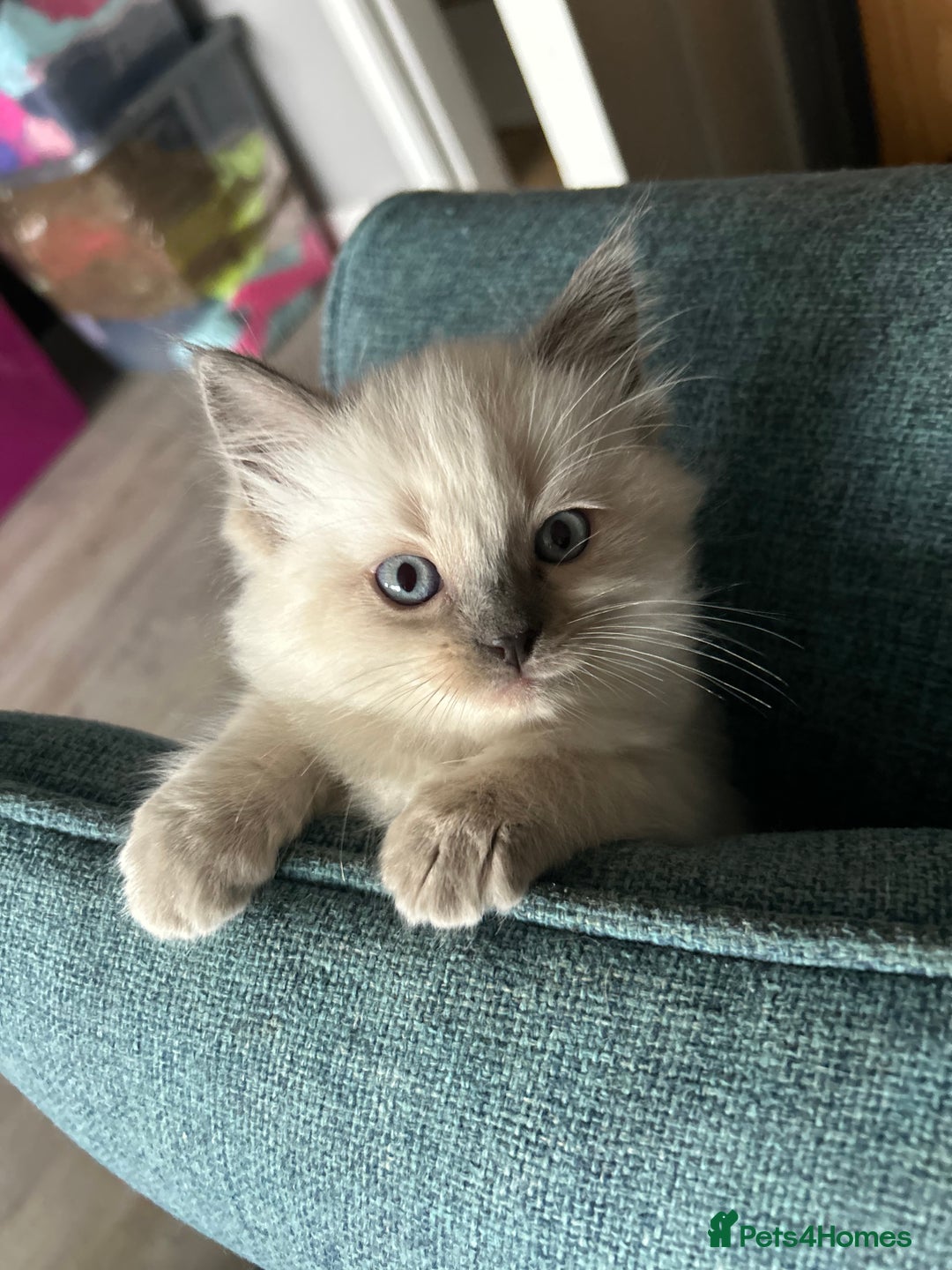 Ragdoll cats for sale: Pure Ragdoll Kitten - Image 2