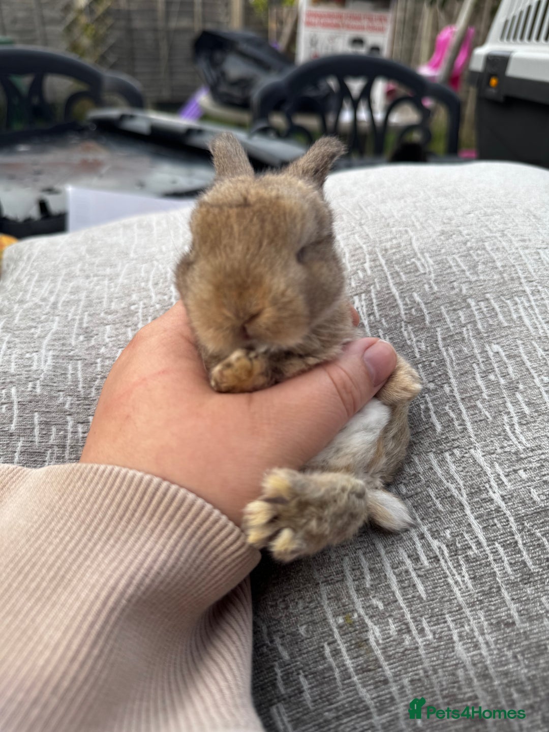 Mini Lop rabbits for sale: Mini Lop Babies ready to reserve - Image 5