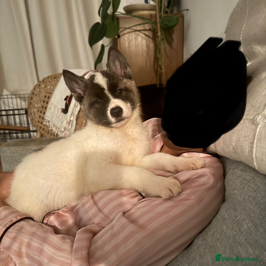 Akita dogs for sale: Quality Family Raised American Akita Puppies - Advert 14