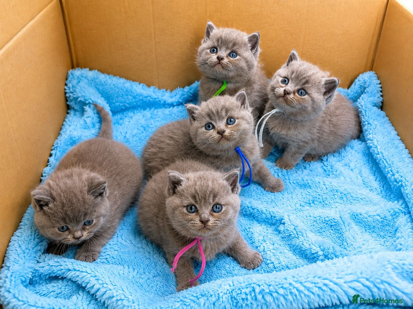 British Shorthair cats British shorthair x Russian Blue  - Advert 1