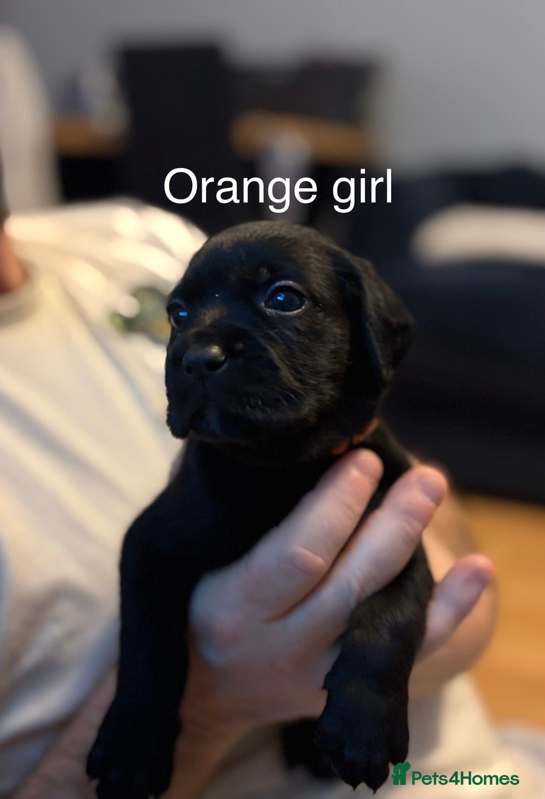 Mixed Breed dogs for sale: Beautiful Labrador crosses - Advert 4