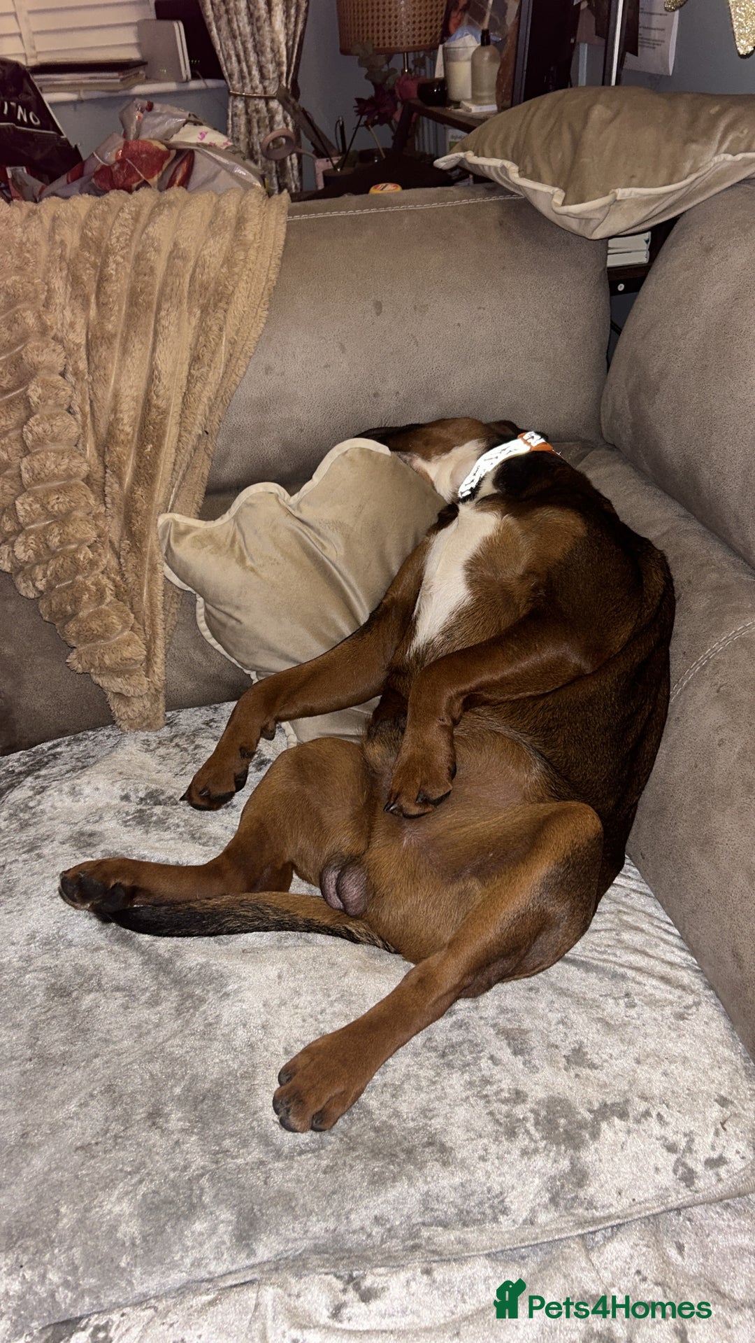 Mixed Breed dogs for sale: B A X T E R - 8month old beauty - Advert 4