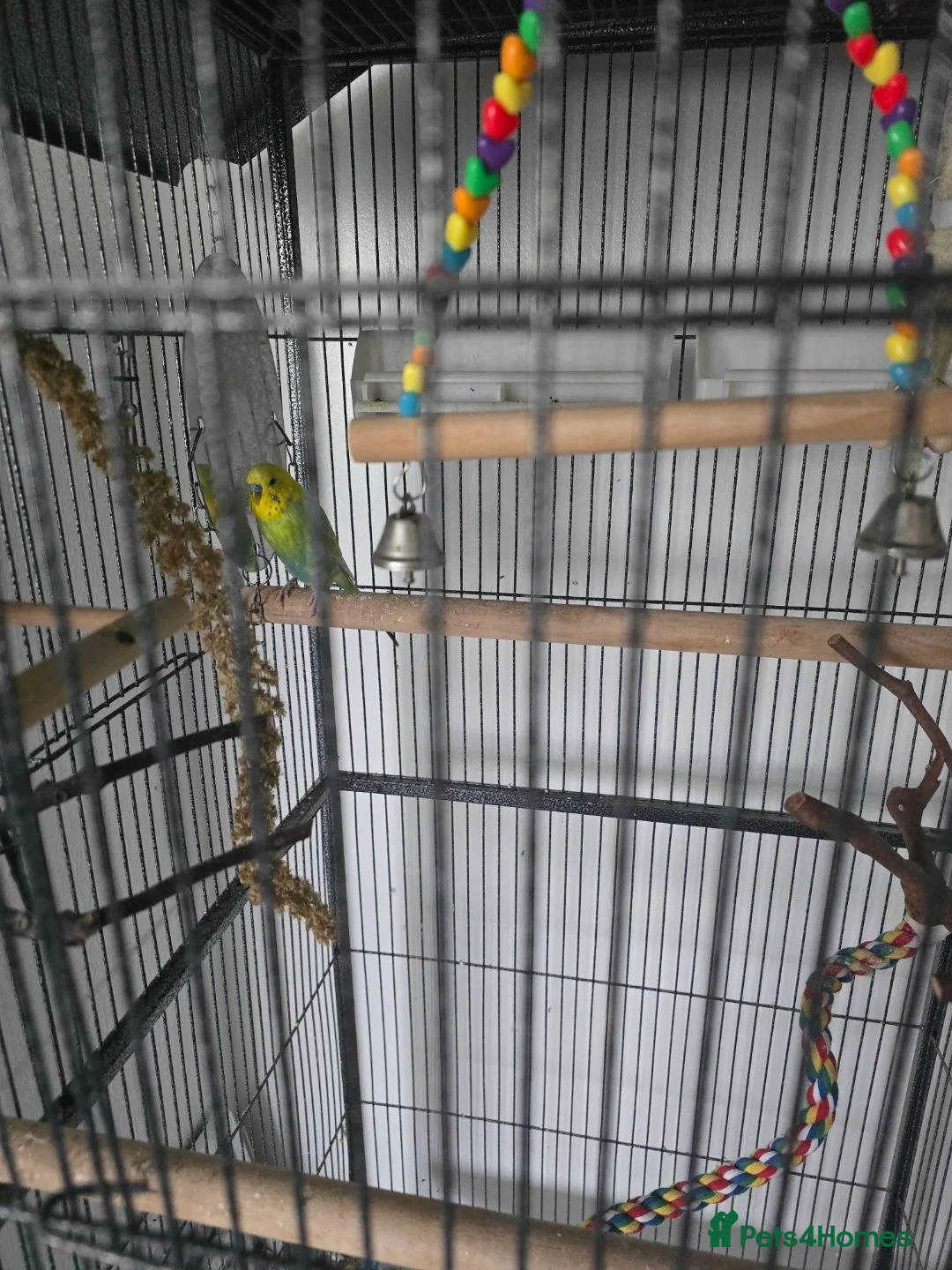 Budgerigars birds for sale: Male budgie - Advert 2