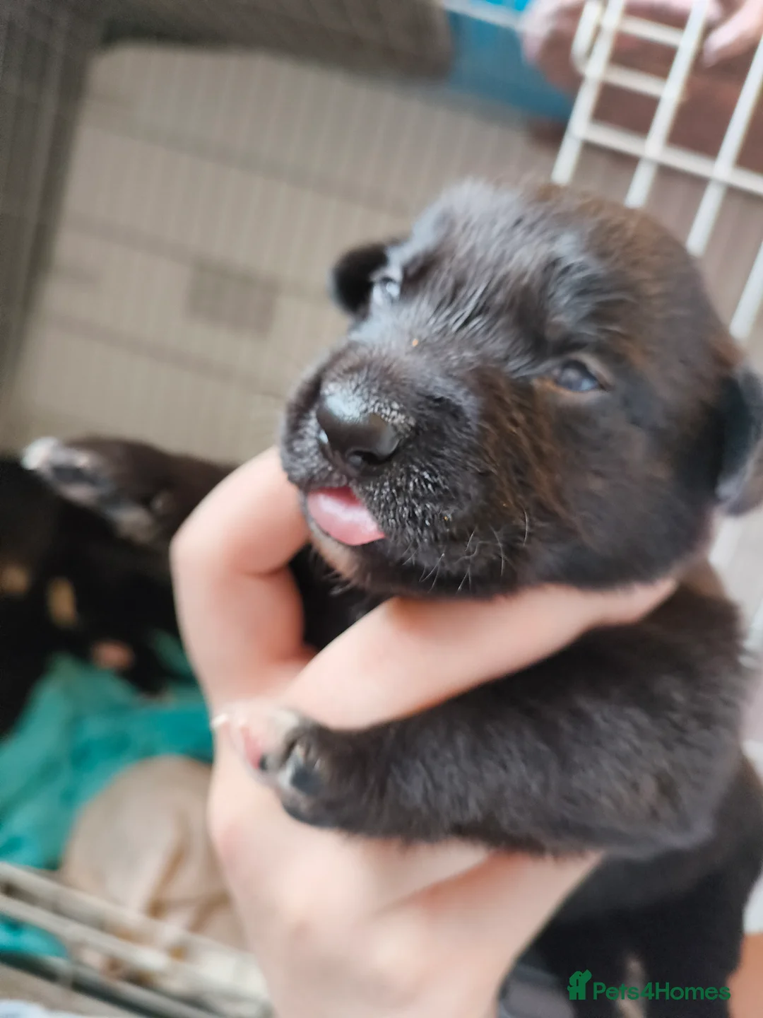 Mixed Breed dogs for sale: Gorgeous border collie cross goldador puppies  in Chippenham - Advert 2