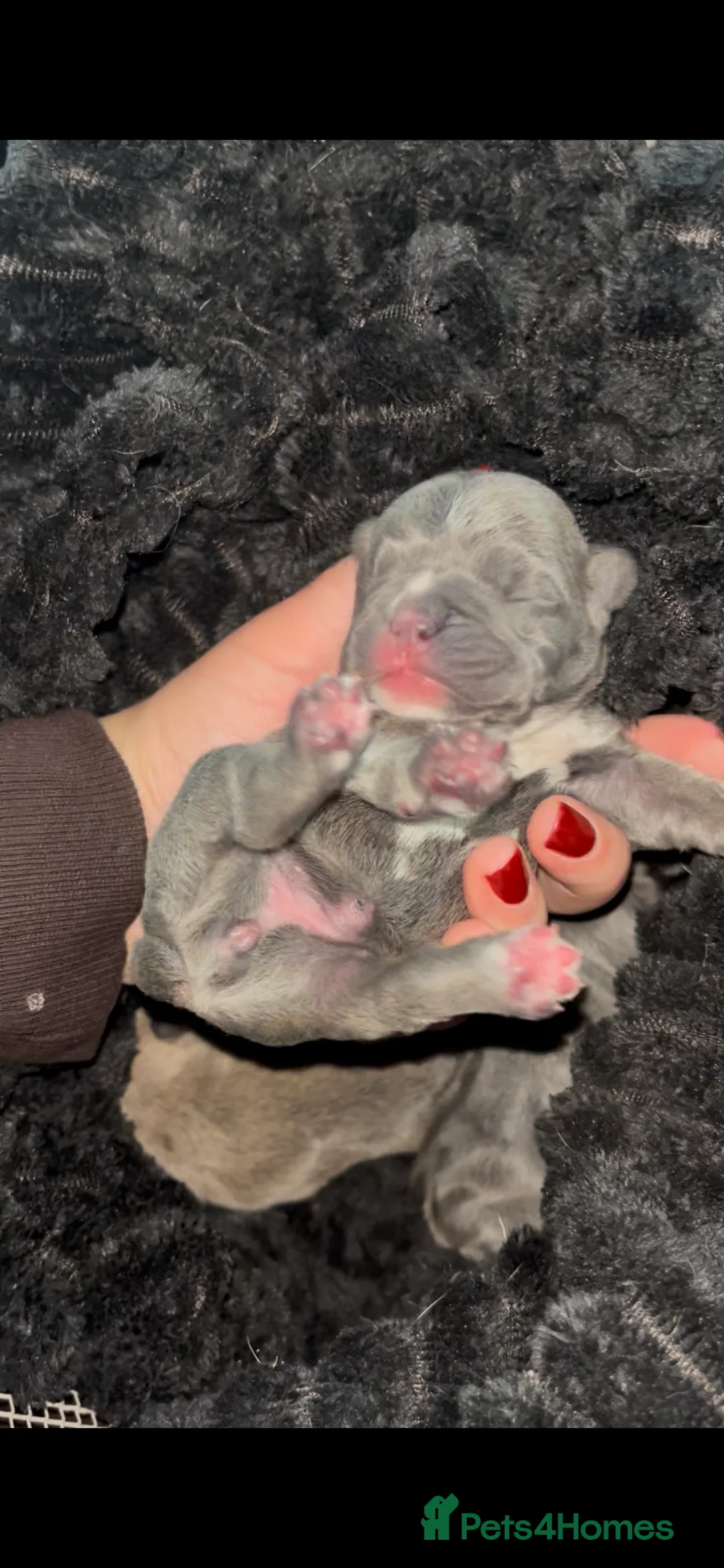 French Bulldog dogs for sale: RESERVED*French Bulldog Puppies - 2 girls / 2 boys - Advert 15