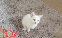 Siberian cats for sale: 2beautiful part Siberian kittens in Portsmouth - Image 1