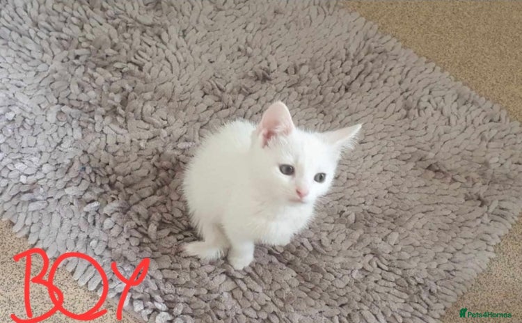 Siberian cats in Portsmouth - Advert 2