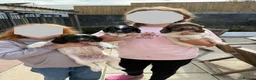English Springer Spaniel dogs for sale: Springer spaniel puppies for sale in Burry Port - Advert 2