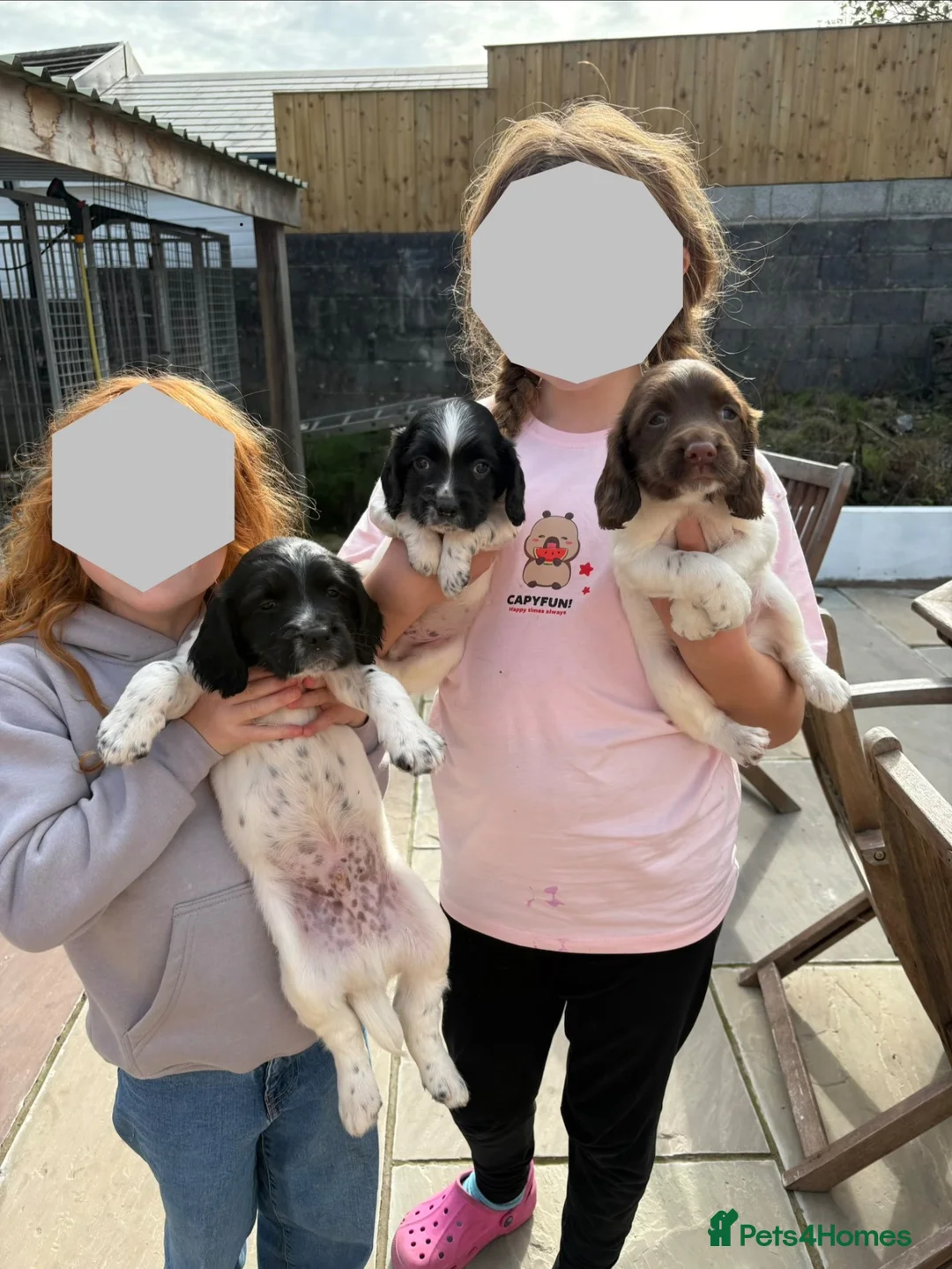 English Springer Spaniel dogs for sale: Springer spaniel puppies for sale in Burry Port - Advert 2