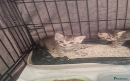 Mixed Breed cats for sale: Beautiful Kittens Available ✨️ in ELY - Image 37