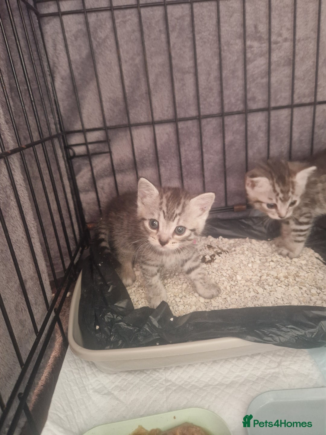Mixed Breed cats for sale: Beautiful Kittens Available ✨️ in ELY - Image 37