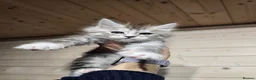 Maine Coon cats for sale: Maine coon kittens  - Advert 14