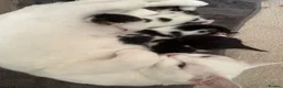 Domestic Shorthair cats for sale: 3 beautiful babies  - Advert 3