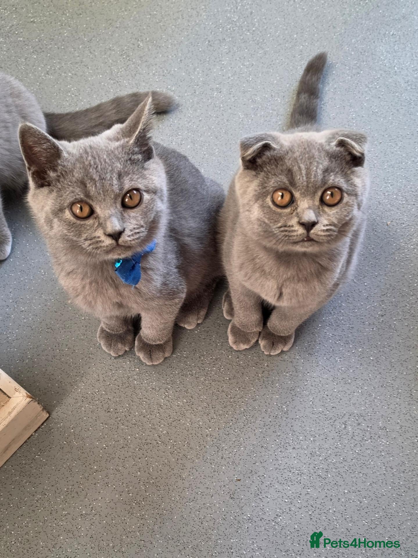 British Shorthair cats 2 straight ear boys and 4 fold girls,fluffy 🐾🐈‍⬛ - Advert 1