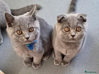 British Shorthair cats 2 straight ear boys and 4 fold girls,fluffy 🐾🐈⬛ - Advert 6