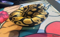 Python Snake reptiles for sale: Selection of Royals for sale - Image 2