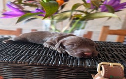 Cocker Spaniel dogs for sale: Outstanding Working Cockers  - Image 7
