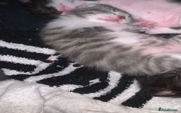 Mixed Breed cats for sale: Mixed breed kittens  - Image 7